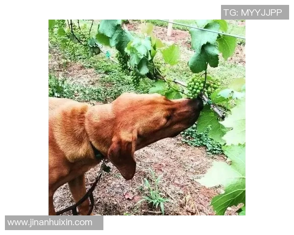 足球场上的逗比之王 谁是那些让球迷又爱又恼的搞笑球星